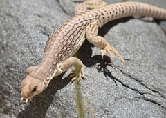 Dipsosaurus dorsalis dorsalis