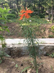 Lilium concolor partheneion
