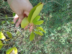 Hymenaea