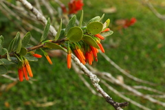 Macleania insignis image