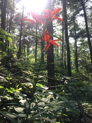 Lilium concolor partheneion