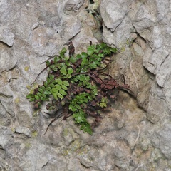 Asplenium trichomanes pachyrachis