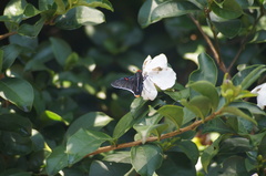 Phocides polybius