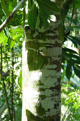Artocarpus altilis