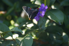 Phocides polybius