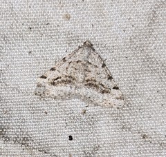 Digrammia pictipennata