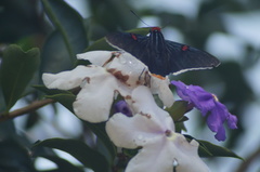 Phocides polybius