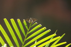 Spicauda teleus