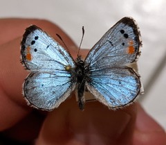 Philotes sonorensis sonorensis