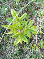 Tabebuia polyantha