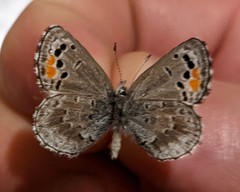 Philotes sonorensis sonorensis