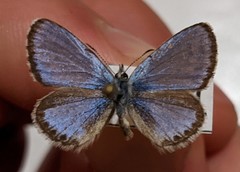 Euphilotes enoptes tildeni