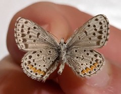 Euphilotes enoptes tildeni