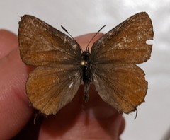 Callophrys johnsoni
