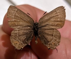 Callophrys johnsoni