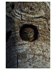 Glaucidium siju