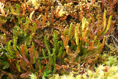 Selaginella douglasii