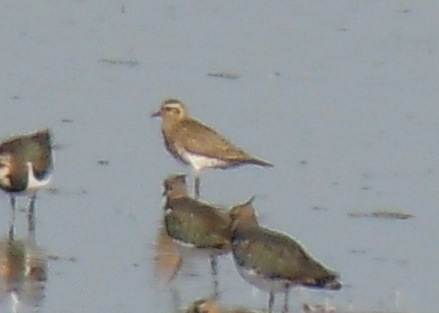 European Golden Plover