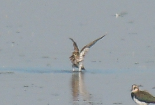 European Golden Plover