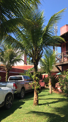 Cocos nucifera