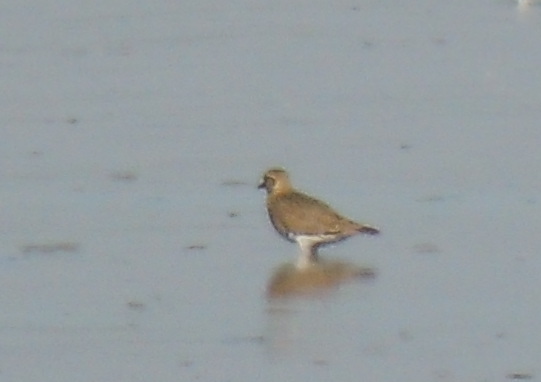 European Golden Plover