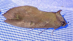 Eudocima afrikana