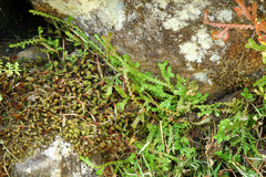Selaginella douglasii