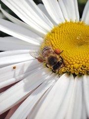 Apis mellifera