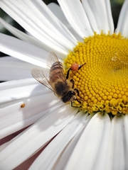 Apis mellifera