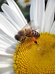 Apis mellifera