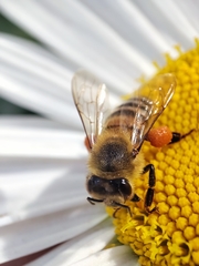 Apis mellifera