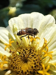 Eristalinus taeniops