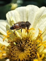 Eristalinus taeniops