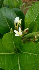 Himatanthus obovatus