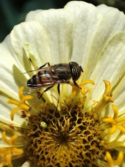 Eristalinus taeniops