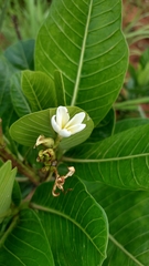 Himatanthus obovatus