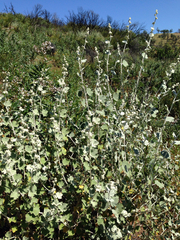 Malacothamnus helleri