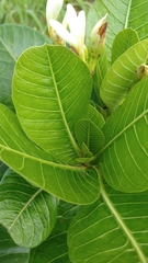 Himatanthus obovatus