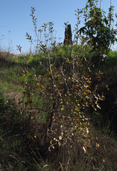 Quercus ithaburensis