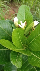 Himatanthus obovatus