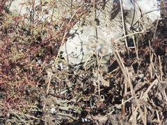 Montivipera xanthina