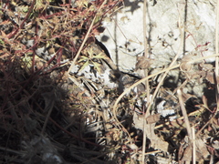 Montivipera xanthina