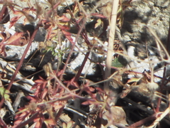 Montivipera xanthina