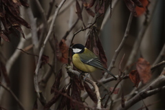 Parus major