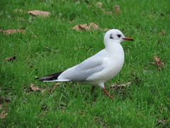Chroicocephalus ridibundus