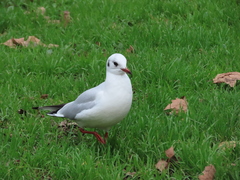 Chroicocephalus ridibundus