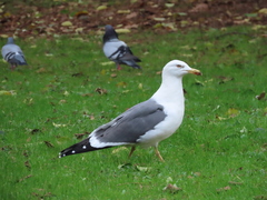 Larus fuscus