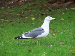 Larus fuscus