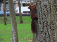 Sciurus vulgaris