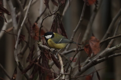 Parus major